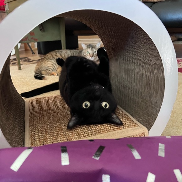 Meet Lia multi fashion high style on a budget Posher cats & music - Picture 3 of 6